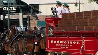 Budweiser Clydesdales before a New York Ducks game