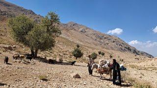 Iran nomadic life: the migration of nomads to the bottom of the mountain