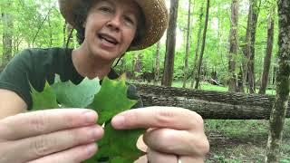 Quercus shumardii (Shumard oak)