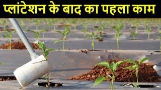 अब एक भी पौधा नहीं मरेगा  Soil Drenching Jugaad |  आळवणी शिमला मिर्च | Indian Farmer