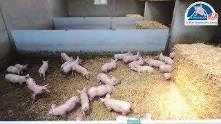 Exploitation porcine labellisée Porc fermier Cénomans #2