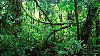 Jungle Sounds Tropical Forest Relaxing Nature Video Geolife Tropik Meşə səsi Cəngəllik