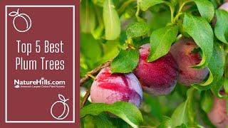 Top 5 Best Plum Trees | NatureHills.com