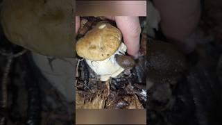 Белый гриб под атакой слизняков #белыйгриб #боровик #грибы #шортс #mushroom #nature #fungi #shorts