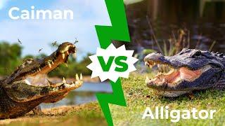 Caiman VS Alligator - The 5 Main Differences Explained