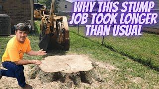 This Tree and Stump Grinding Job was Hard