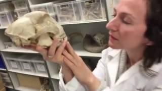 Cambridge Archaeology does the Mannequin Challenge