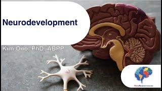 The Neuroanatomy of Neurodevelopment