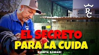 Gallos, El Secreto | Cuida de Gallos | La importancia del Punteo | Quinta Gomari 4 parte