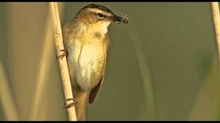 Sedge Warbler Bird Call Bird Song