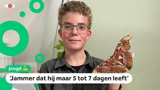 Jack heeft de grootste vlindersoort ter wereld als huisdier