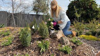 Focusing on Garden Design and Planting Pink Cashmere Superbena!