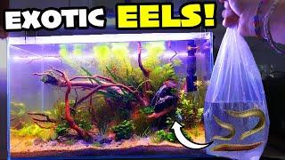 Buying *EXOTIC EELS* for My Aquarium!!!