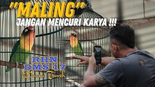 LOVEBIRD "MALING" | #rhnsalatiga #rhnnisme