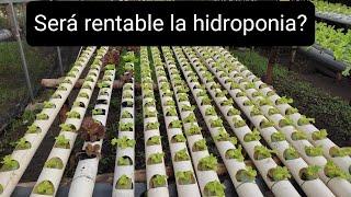 Será rentable la hidroponia ?