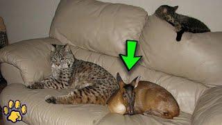 A Man Rescued a Lynx and a Baby Deer from a Fire, and Now They Live in His Home