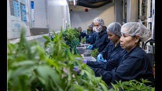 Dans les entrailles d’Ono Cannabis