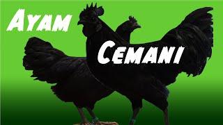  Ayam Cemani Spotlight Deutsch 