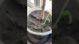 #blog #garden #plants