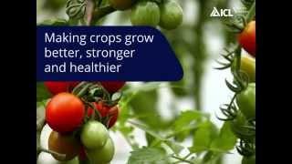 ICL Specialty Fertilizers