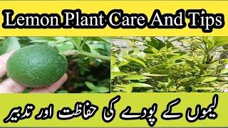 lemon plant care in summer |how to take care of lemon trees |soniagardening