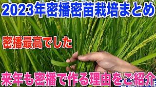 【密播】密苗栽培は結局どうなの？密播で作ったお米の品質まとめ 30代米作り奮闘記#314