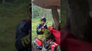 ЭНДУРО ГРИБ #проэндуро#dirtbike#motovlog#motoenduro#питбайк#shorts#грибы