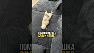 Будет ли кошки помнить своих котят, когда они вырастут?️