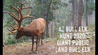 Arizona Bull Elk Hunt 2020: Giant Public Land Arizona Bull Elk