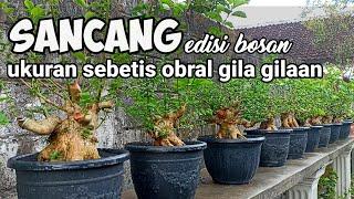 Disini gudangnya bahan bonsai kelas tarung, siap video call di wa 081357012740 @kepobonsai3473