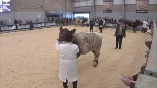 Beef Shorthorn Judging at Stirling Bull Sales October 22nd 2023