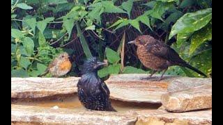 Queue at the bird bath