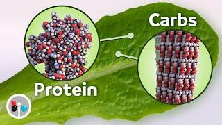 The Molecules of Life: Why Lettuce has LOTS of Protein and Carbs