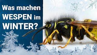 Was machen Wespen im Winter? ️