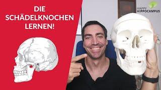 Anatomie: Schädelknochen lernen und sich langfristig merken mit Hilfe der Schlüsselwortmethode