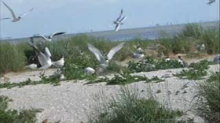 Henk Wijngaard - De Waddenzee