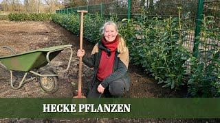 Anleitung zum Pflanzen einer Kirschlorbeer Hecke - Standort, Pflanzung, Ansprüche