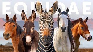 All 9 Equid Species & 9 Beautiful "Wild" Horses