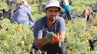 "Village men and women, the last guardians of agricultural traditions: in the tomato harvest"