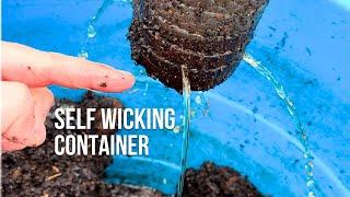 Gardening in SELF WICKING Containers #diy