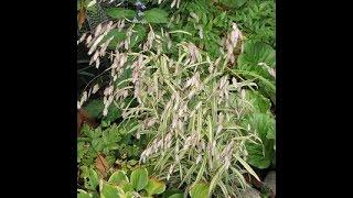 Chasmanthium latifolia river mist in the wind