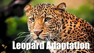 Leopards| Leopards Adaptation| Adaptation In Leopard| Adaptation In Animals| #leopards #leopard