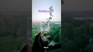 Experiment successful|| Kitchen gardening ‍ #europe