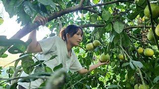 Girl goes to harvest grapefruit to sell - Daily Life Thuy