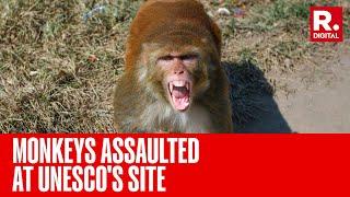 Cruelty For Clicks: Cambodia Is Investigating YouTubers' Abuse Of Monkeys At The Angkor UNESCO Site