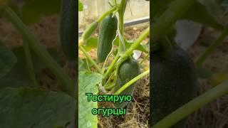 Какой сорт огурцов лучше? Провожу тестирование  #дачныесоветыоттетинади #огурцы