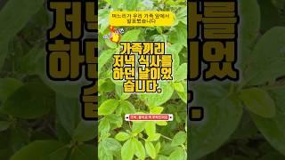 며느리가 가족에게 발표한 내용은?? #썰라디오 #막장