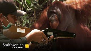 This Aggressive Male Orangutan Refuses to Be Sedated: Orangutan Jungle School | Smithsonian Channel