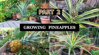 The Joy Of Growing Pineapples - How To Grow Pineapple Plants In Containers - Part 2