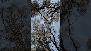 Running Water Through The Treetops #asmr #nature #getaway #tranquility #bush #bushcraft